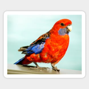 Crimson Rosella Magnet